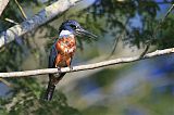 Ringed Kingfisher